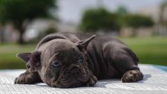 Yavru Köpek Neden Kusar?
