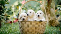 En Güzel Yavru Köpek Resimleri