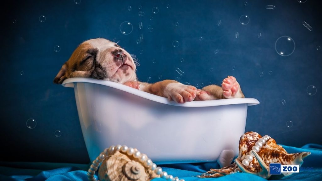Yavru Köpek Yıkanır mı?