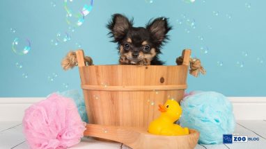 Yavru Köpek Yıkanır mı?