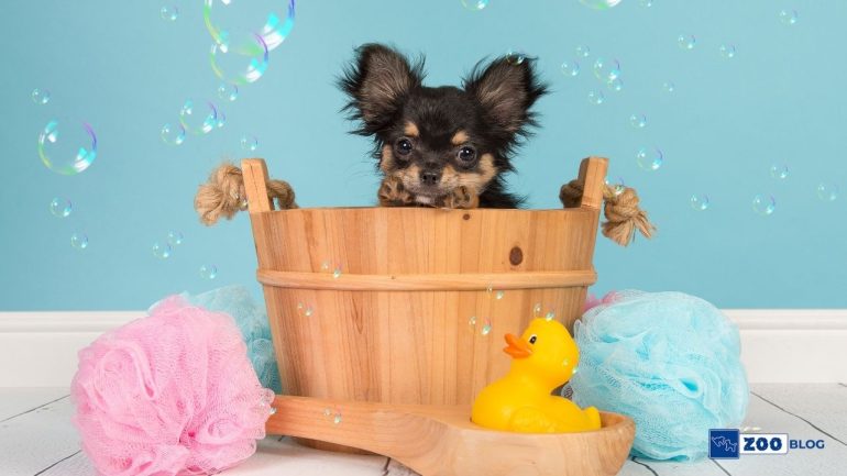 Yavru Köpek Yıkanır mı?