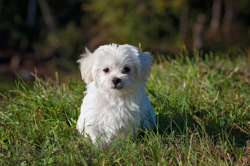8 Maddede Yavru Köpekler İçin Alışveriş Listesi