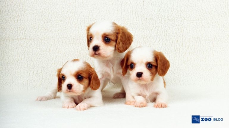 Yavru Köpeklerde Parazit Nedir? Belirtileri, Nedenleri, Tedavisi