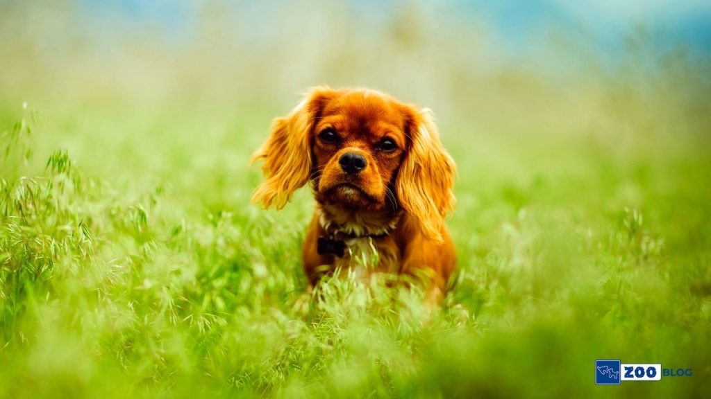 Yavru Köpeklerde Parazit 
