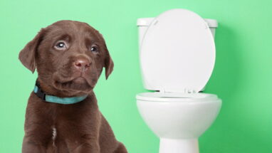 6 Maddede Yavru Köpeklerde Tuvalet Eğitimi