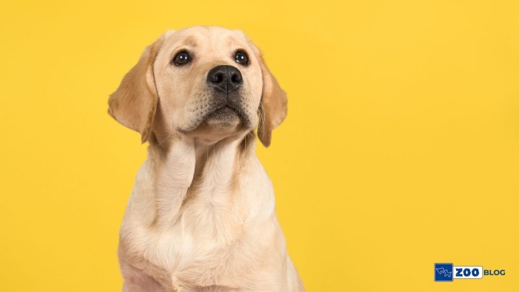 Yavru Köpeklerin Isırması Nasıl Engellenir?