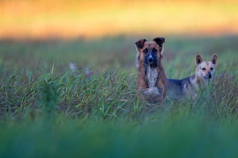 Yavru Sokak Köpeği Ne Yer? Yavru Sokak Köpeğine Ne Verilir?
