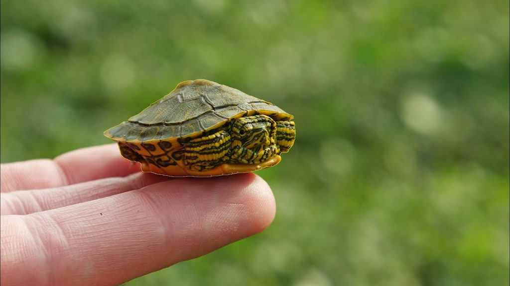 Yavru Su Kaplumbağası 