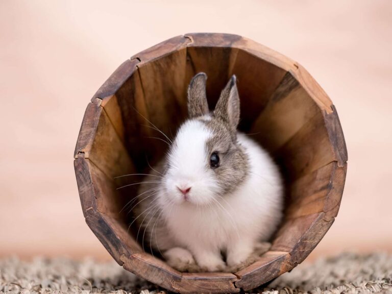 Yavru Tavşan Bakımı Hakkında Öneriler Zoo Blog