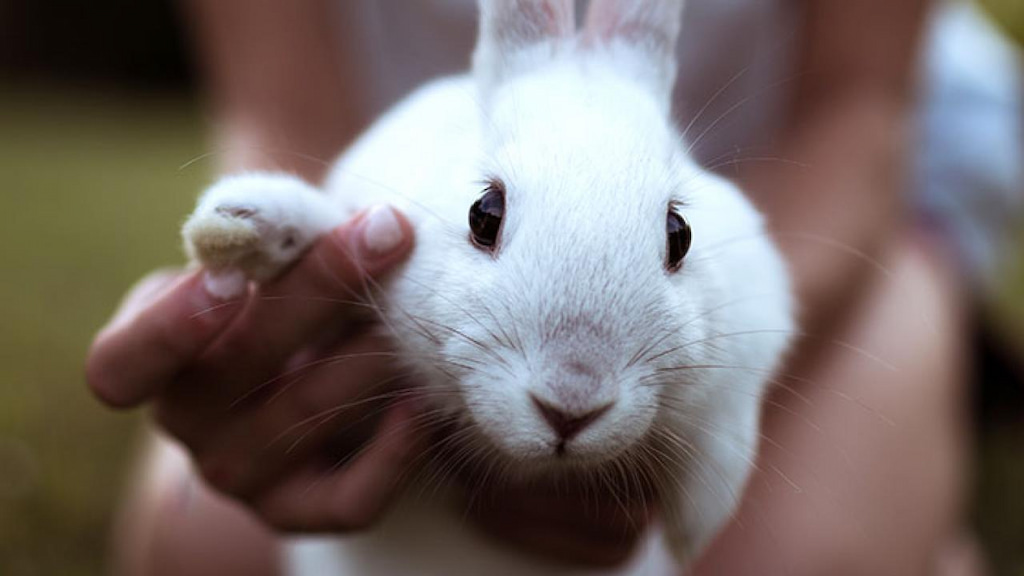 Yavru Tavşanlar Neden Ölür? 