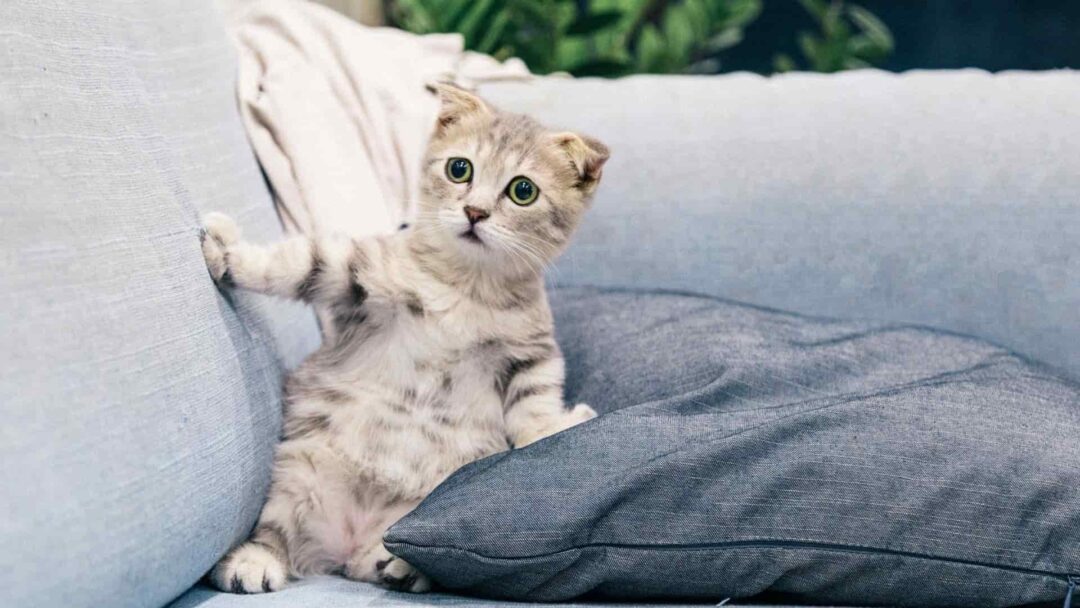 Tekir Kedi Irkı, Karakter Yapısı ve Özellikleri Nelerdir? Zoo Blog