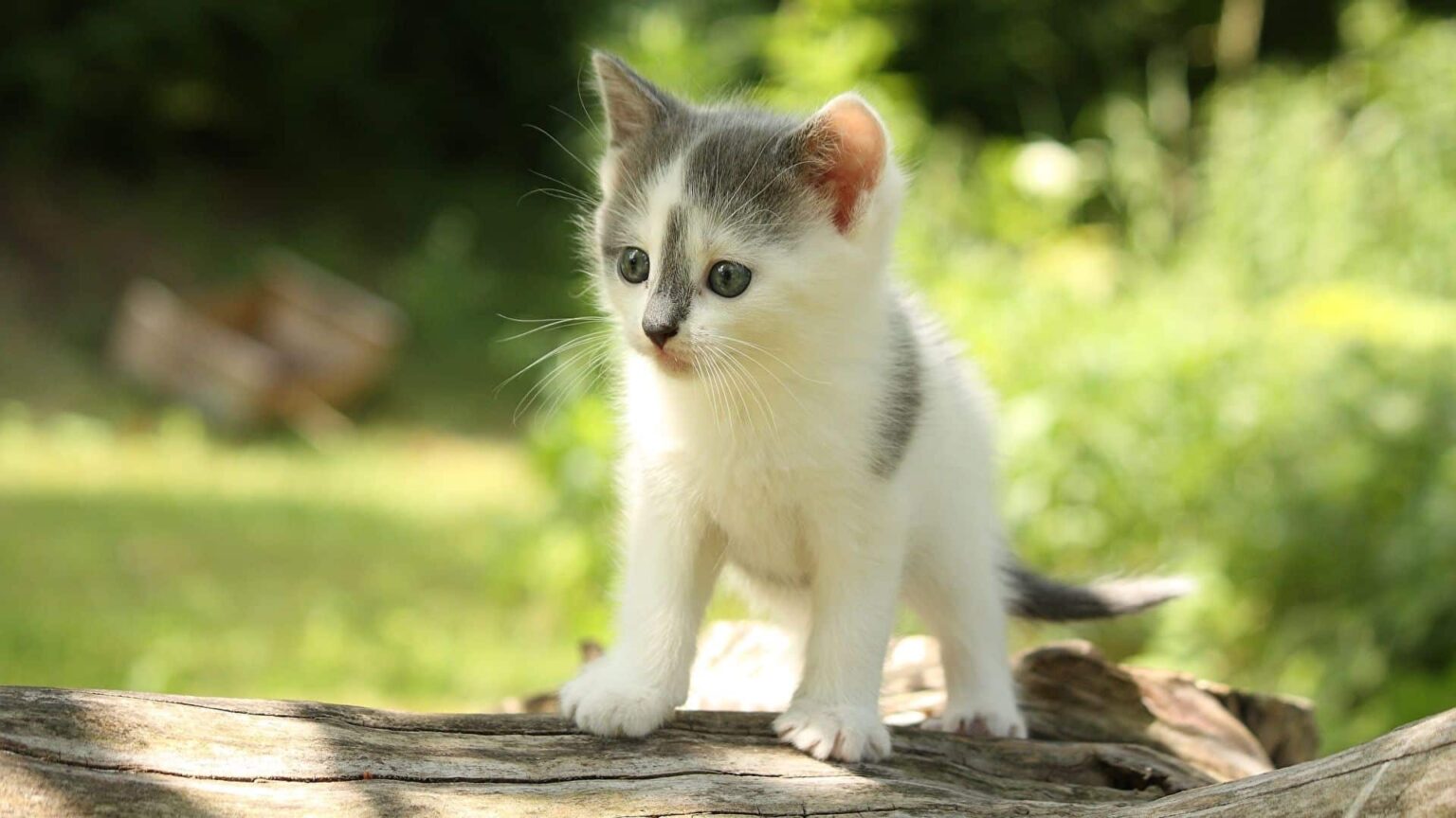 Kedim Kustu Ne Yapmalıyım? Kedilerde Kusma Hakkında Bilgiler Zoo Blog