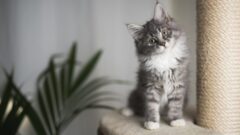Yeni Doğmuş Kedi Yavrusu Bakımı Nasıl Yapılmalıdır?