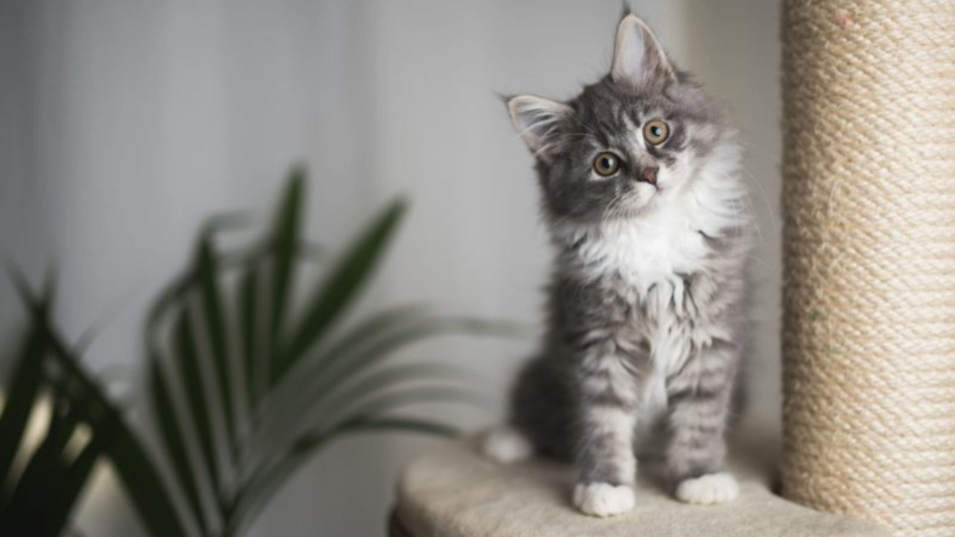 Yeni Doğmuş Kedi Yavrusu Bakımı Nasıl Yapılmalıdır? Zoo Blog