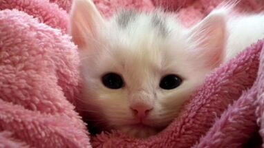 Kedi ile İlgili Bilgiler! Bu Bilgileri Daha Önce Hiçbir Yerde Duymadınız