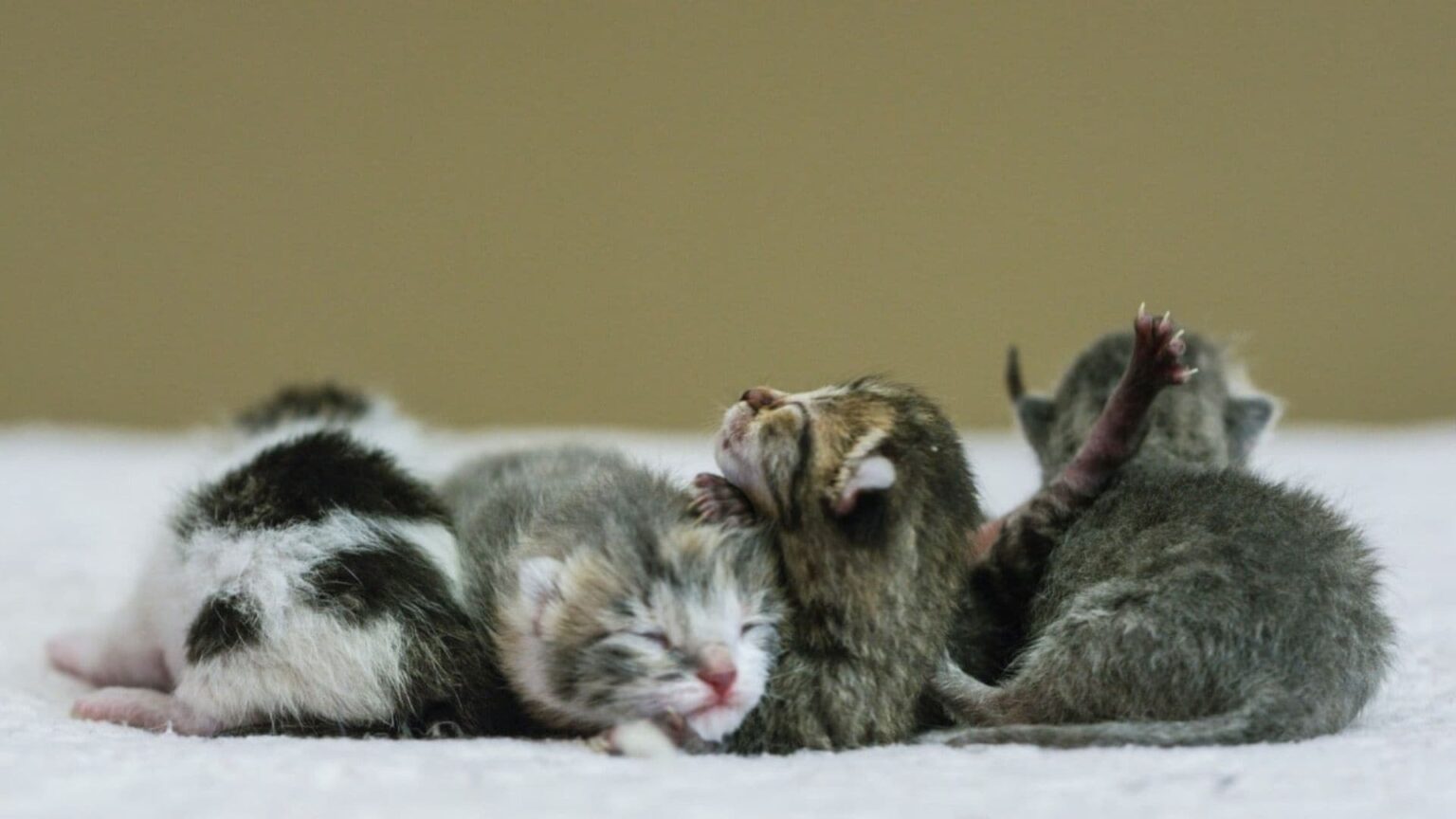 Yeni Doğan Kedi Maması Nasıldır? Yavru Kedi Bakımı Nasıl Olmalıdır