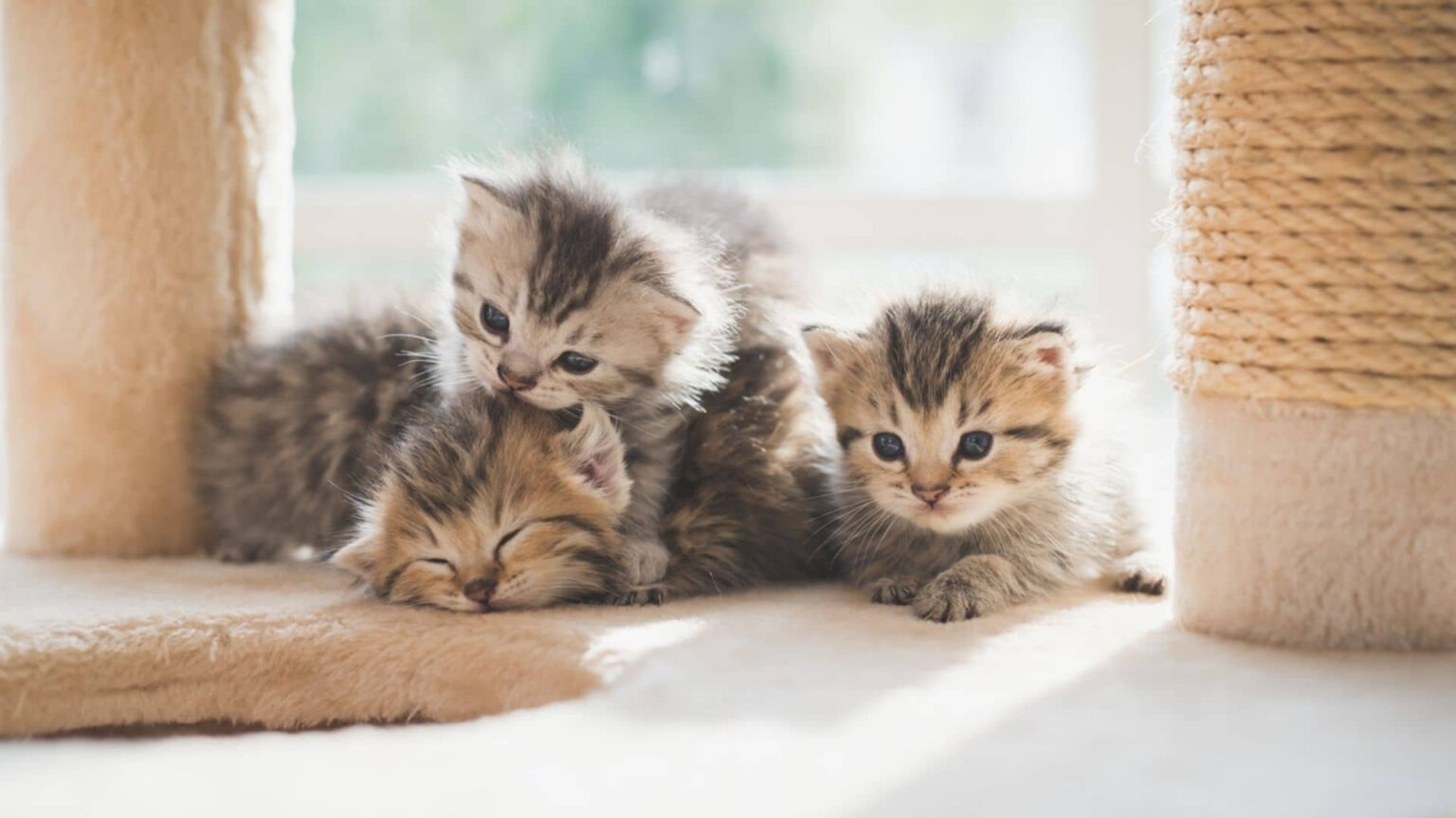 Yeni Doğmuş Kedi Yavrusu Bakımı Nasıl Yapılmalıdır? Nelerin Yapılmaması
