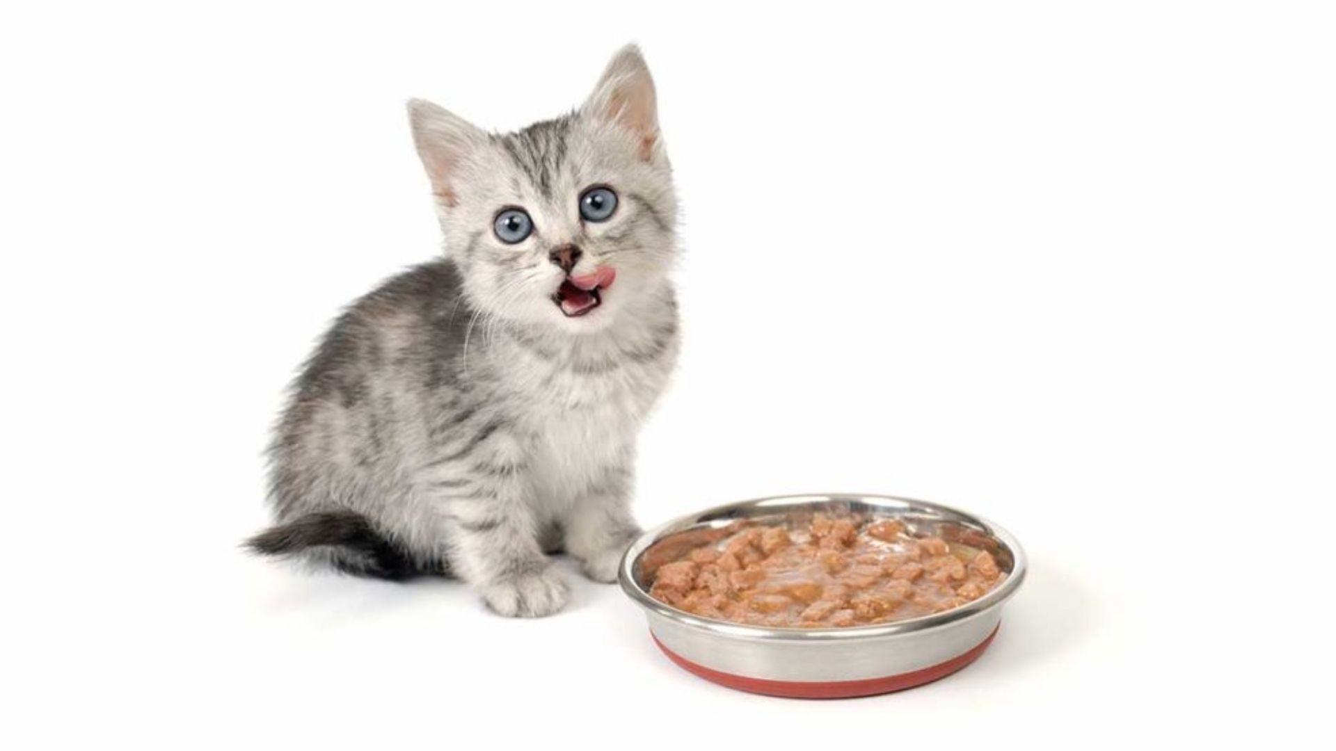 Yavru Kedi İştahsız ve Mama Yemiyor Ne Yapılması Gerekir? - Zoo Blog