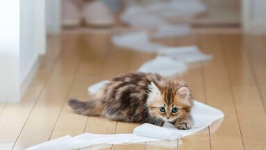 Kedi Tuvalet Eğitimi Nedir? Bu Eğitim Tam Olarak Nasıl Verilmelidir?