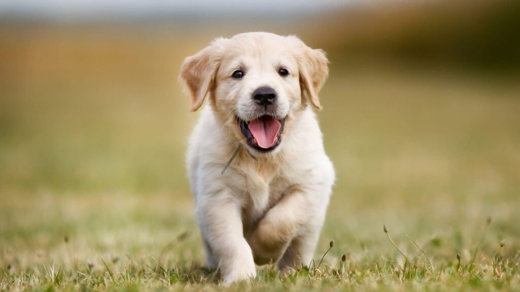 Köpeklerle İlgili Bilgiler: Bunları Daha Önce Hiç Duymadınız!