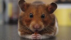 Yaz Aylarında Hamster Bakımı İpuçları