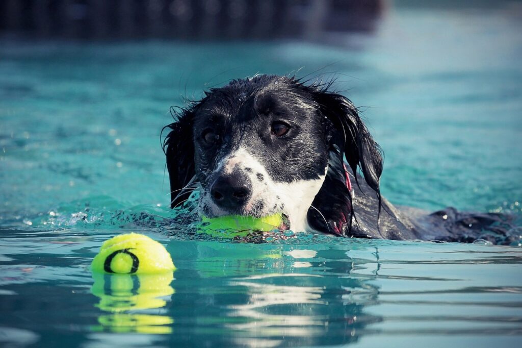 Yaz Aylarında Köpek Bakımı İpuçları