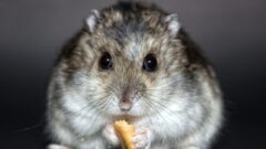 Yaz Mevsiminde Hamster Bakımı Nasıl Olmalı?