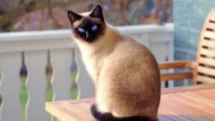 Yaz Mevsiminde Kedi Bakımı Nasıl Olmalı?