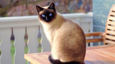 Yaz Mevsiminde Kedi Bakımı Nasıl Olmalı?