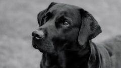 Yaz Mevsiminde Köpek Bakımı Nasıl Olmalı?