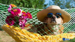 Yazın Köpeğin Bakımı Nasıl Olmalı?