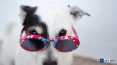 Yazın Köpek Bakımı Nasıl Olmalı?