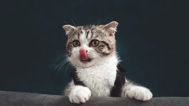 Yeni Doğan Kedi Bakımı Hakkında Bilinmesi Gerekenler