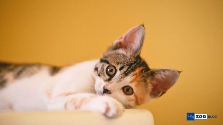 Yeni Doğan Kedi Neden Ölür?