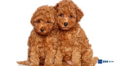 Yeni Doğan Köpeğe Nasıl Bakılır?