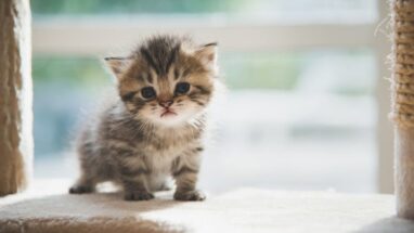 Yeni Doğmuş Kedi Bakımı Hakkında 5 Öneri