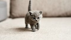 Yeni Doğmuş Kediye Ne Verilir? Yavru Kedi Ne Yer?