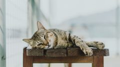 Yeni Doğum Yapan Kedi Bakımı Nasıl Olmalı?