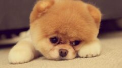 Pomeranian Köpek Cinsi Bakımı ve Özellikleri