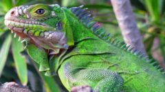 Yeşil İguana ile İlgili Daha Önce Duymadığınız Bilgiler
