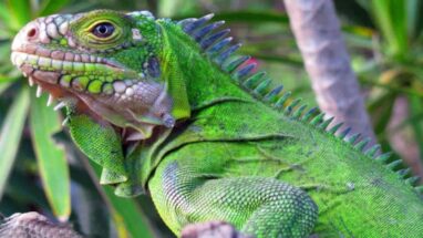 Yeşil İguana ile İlgili Daha Önce Duymadığınız Bilgiler