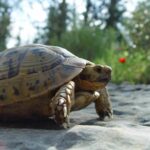 Yunan Kaplumbağası Özellikleri ve Bakımı