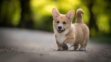 Köpekler Neden Kuyruk Sallar?