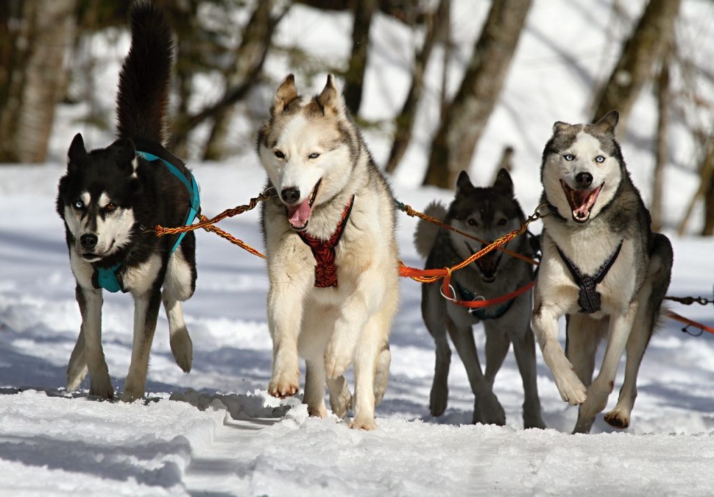 Yürüyüş Yapmayı Seven Köpek Irkları